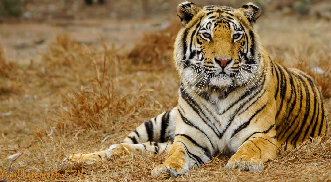 bandipur tiger safari timings